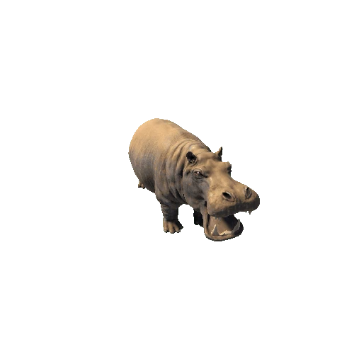 hippopotamus_fv_rm_SHP Dirt